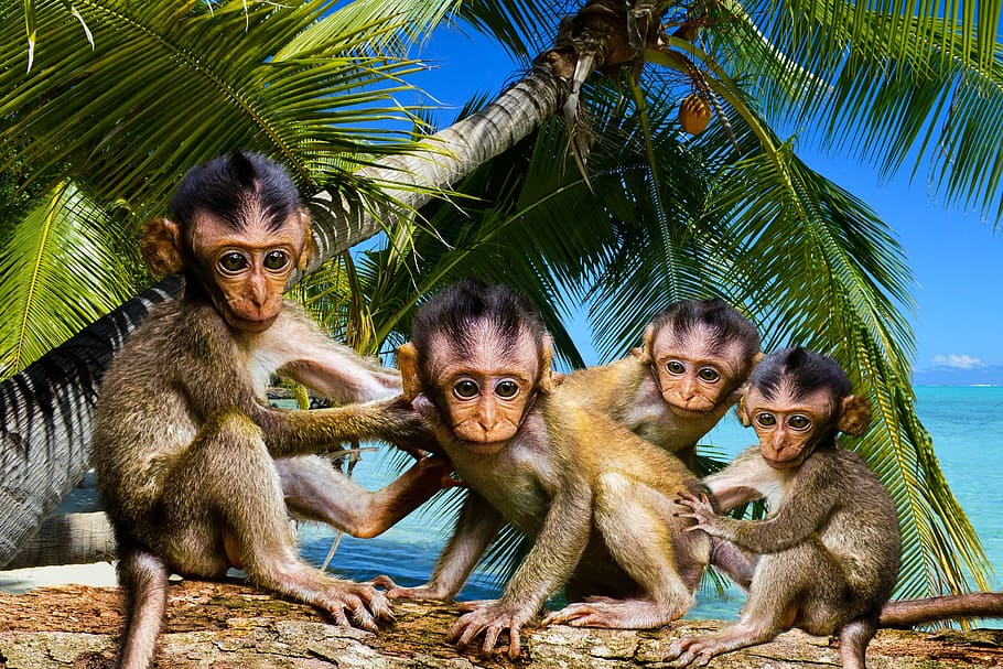 four monkeys illustration, nature, animals, ape, palm, tree, log, fear, risk, animal children