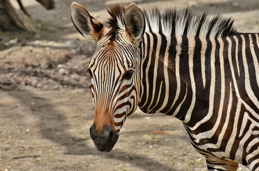 putih, hitam, zebra, depan, hewan liar, kebun binatang, afrika, hewan, zebra crossing, alam
