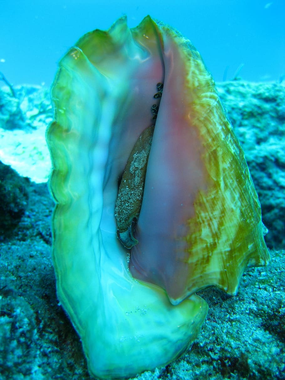 brown, white, conch shell, underwater, diving, ocean, coral, sea, water, tropical