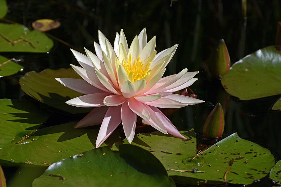 pink, white, waterlily flower, green, lily pads, water lily, aquatic plant, blossom, bloom, pond
