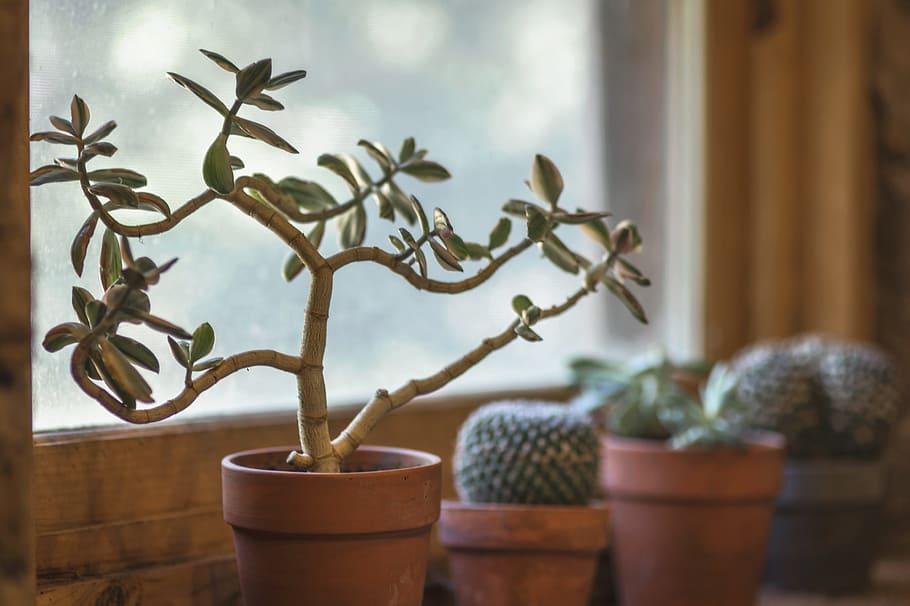 selective, focus photography, green, leaf plant, brown, clay pot, cactus, window, kitchen, pot