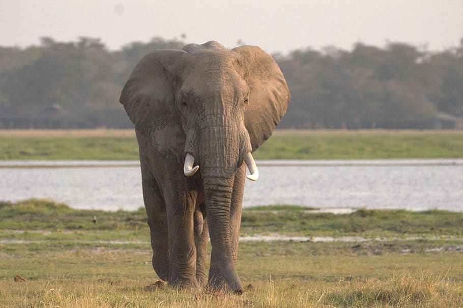 gentle giant, elephant, masai mara, kenya, wild, national, nature, animal, park, trunk