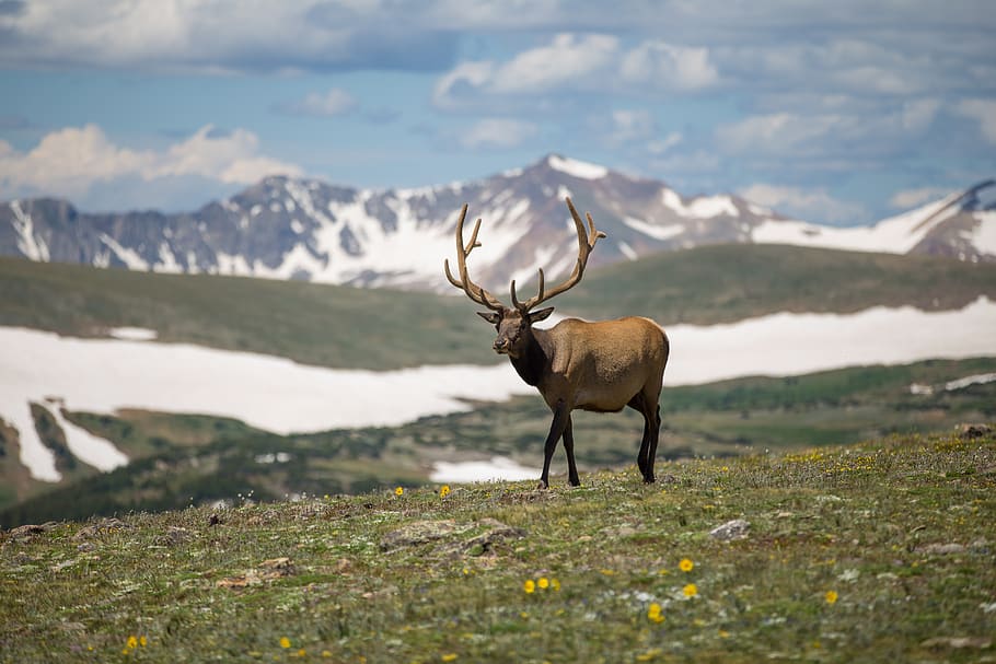deer, grass, mountain, snow, blue sky, animal, wildlife, horns, mammal, animal themes