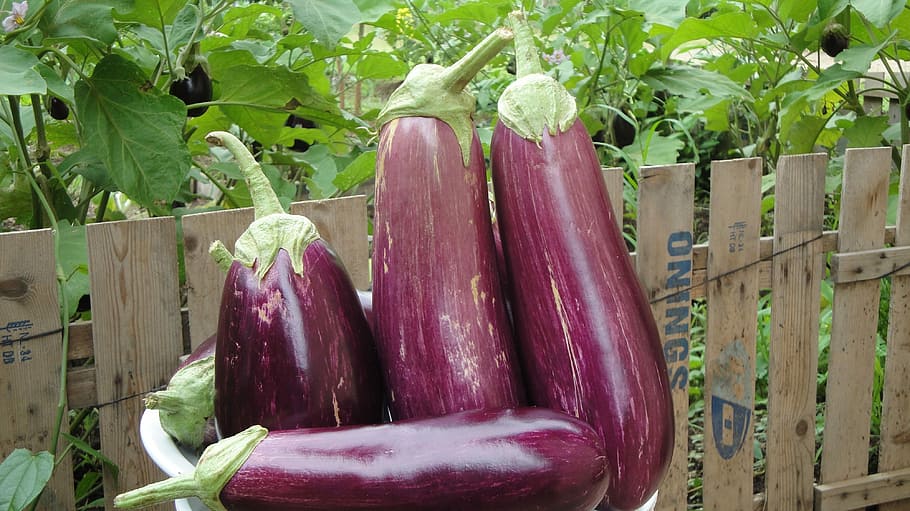 Eggplant, Melongena, Agriculture, vegetable, food, freshness, organic, healthy Eating, nature, food And Drink