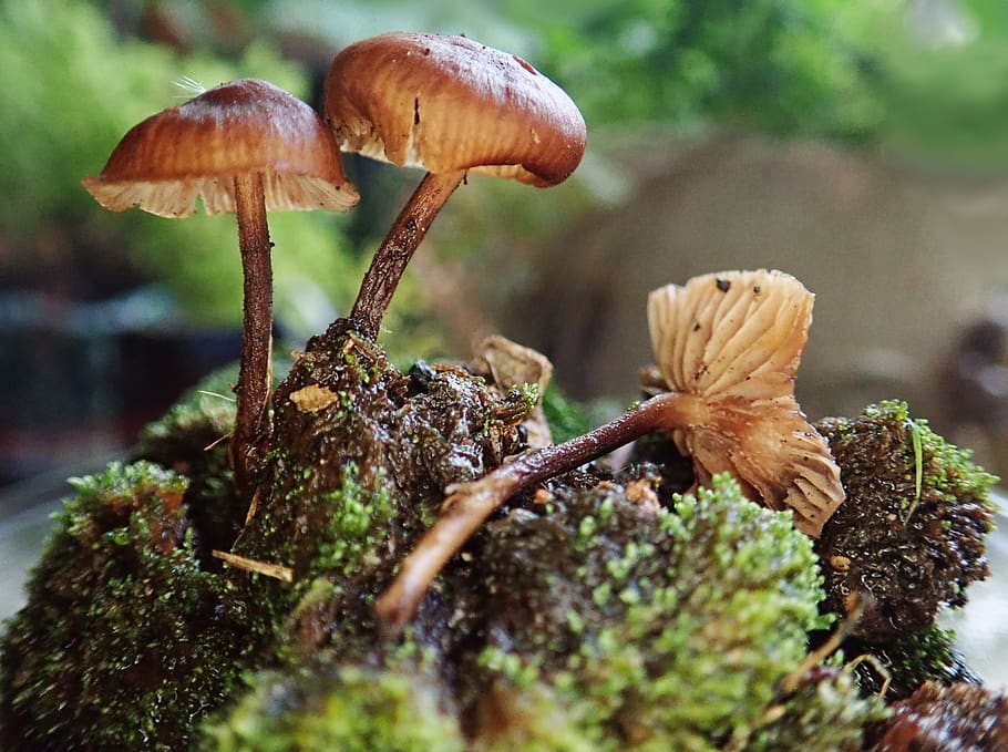 mushrooms, fungi, moss, toadstool, garden, nature, fungus, growth, mushroom, food