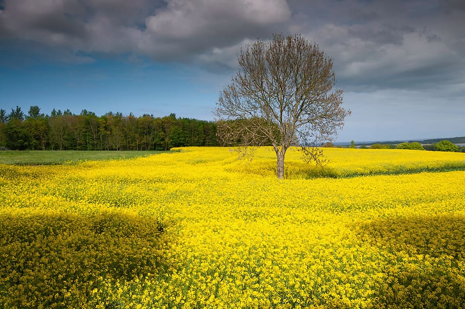 rügen, island, oilseed rape, landscape, spring, yellow, field, field of rapeseeds, sky, clouds