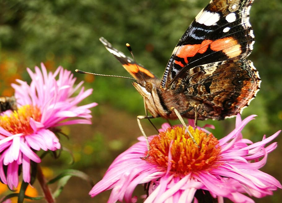 nature, insect, plant, summer, at the court of, butterfly day, garden, flower, animals, butterflies
