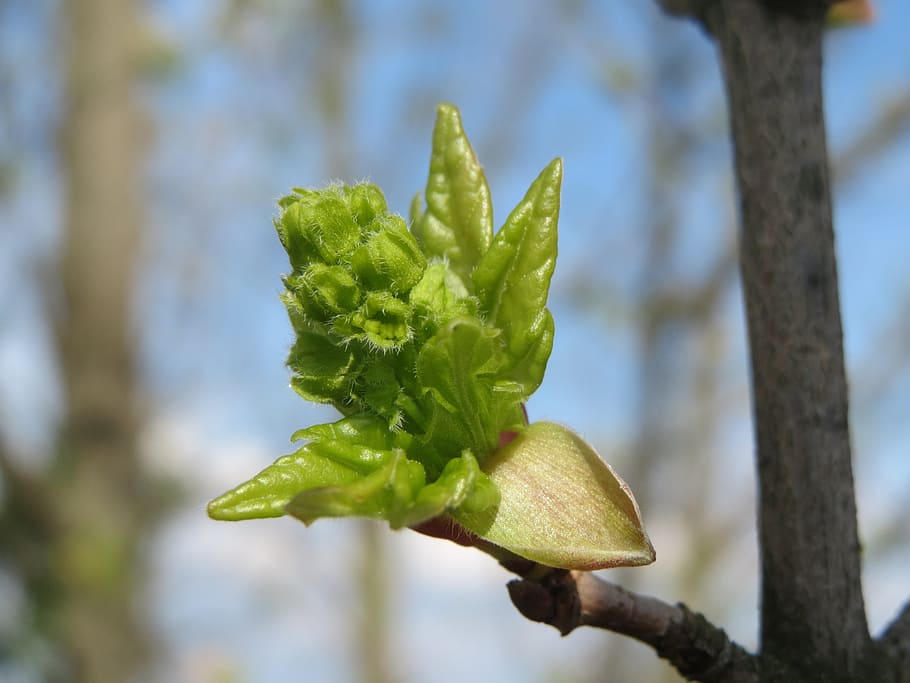 acer campestre, field maple, hedge maple, sprout, bud, tree, macro, plant, flora, botany