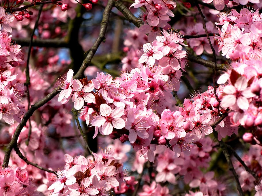ピンク, 桜, 花, 木, アーモンドの木, マンデルボウムチェン, アーモンドの花, 春, 春の目覚め, frühlingsanfang