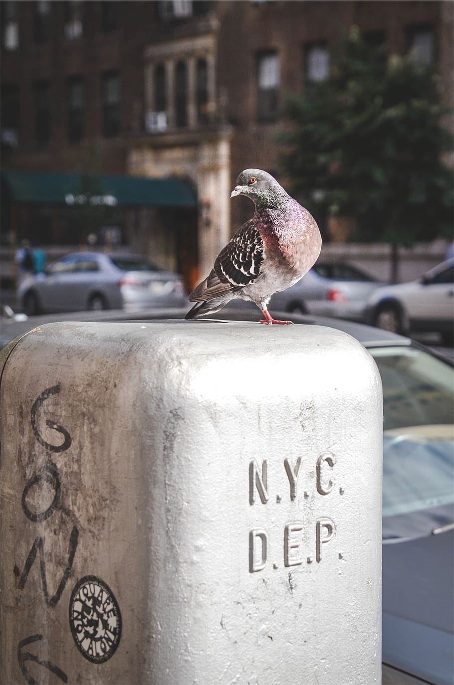pigeon, bird, NYC, one animal, vertebrate, focus on foreground, animal themes, animal, animal wildlife, animals in the wild