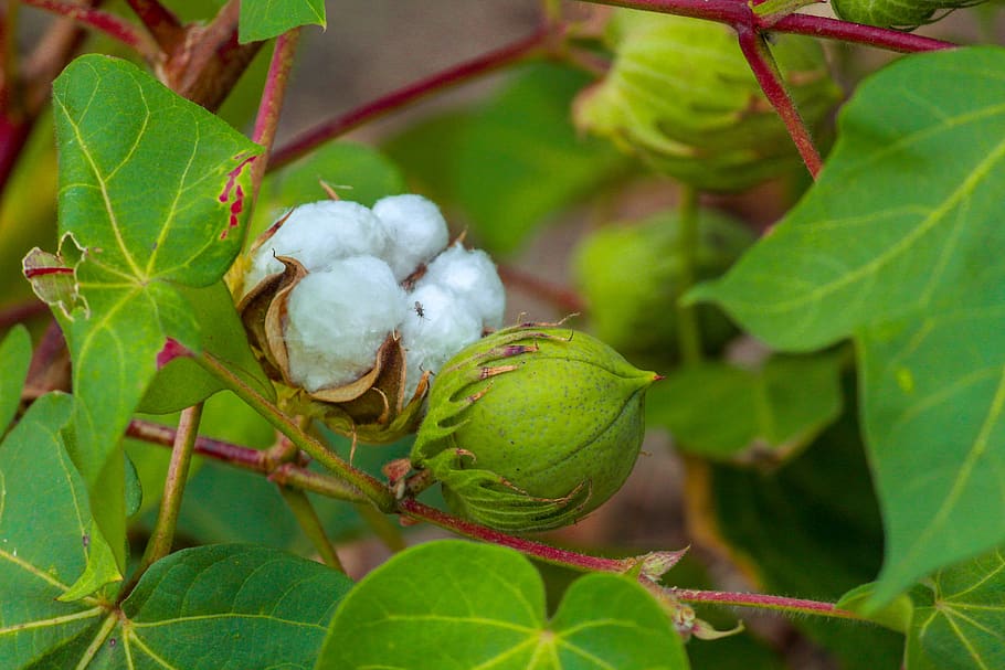 cotton, plant, green, nature, leaf, leaves, garden, pattern, texture, environment