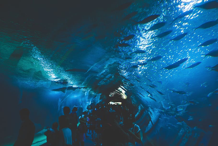 under aquarium fish, Aquarium, Fish, animals, sea, people, blue, dark, water, back Lit