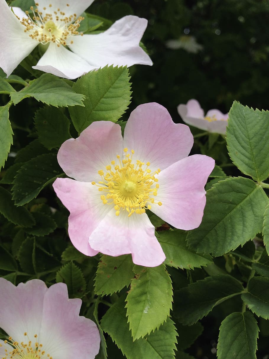 rosa rugosa, potato rose, wild rose, bush, wild rose bush, rose, white, pink, flowering plant, flower