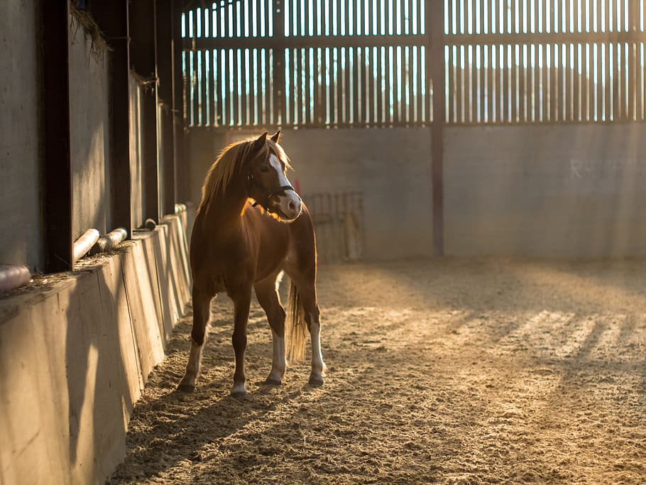 Royalty-free horse stable photos free download | Pxfuel