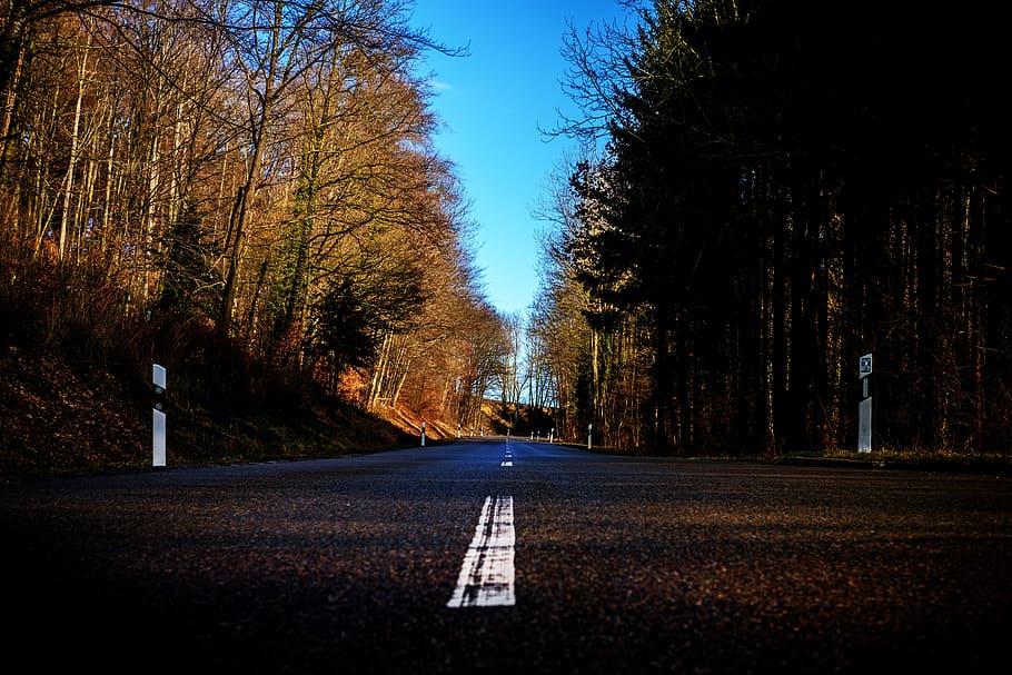 road, forest, trees, nature, away, undetermined, mood, tree, plant, the way forward