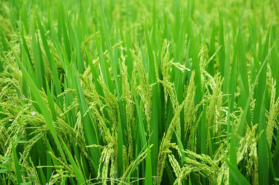 green grasses, rice, field, paddy, food, green, farm, nature, rice Paddy, agriculture