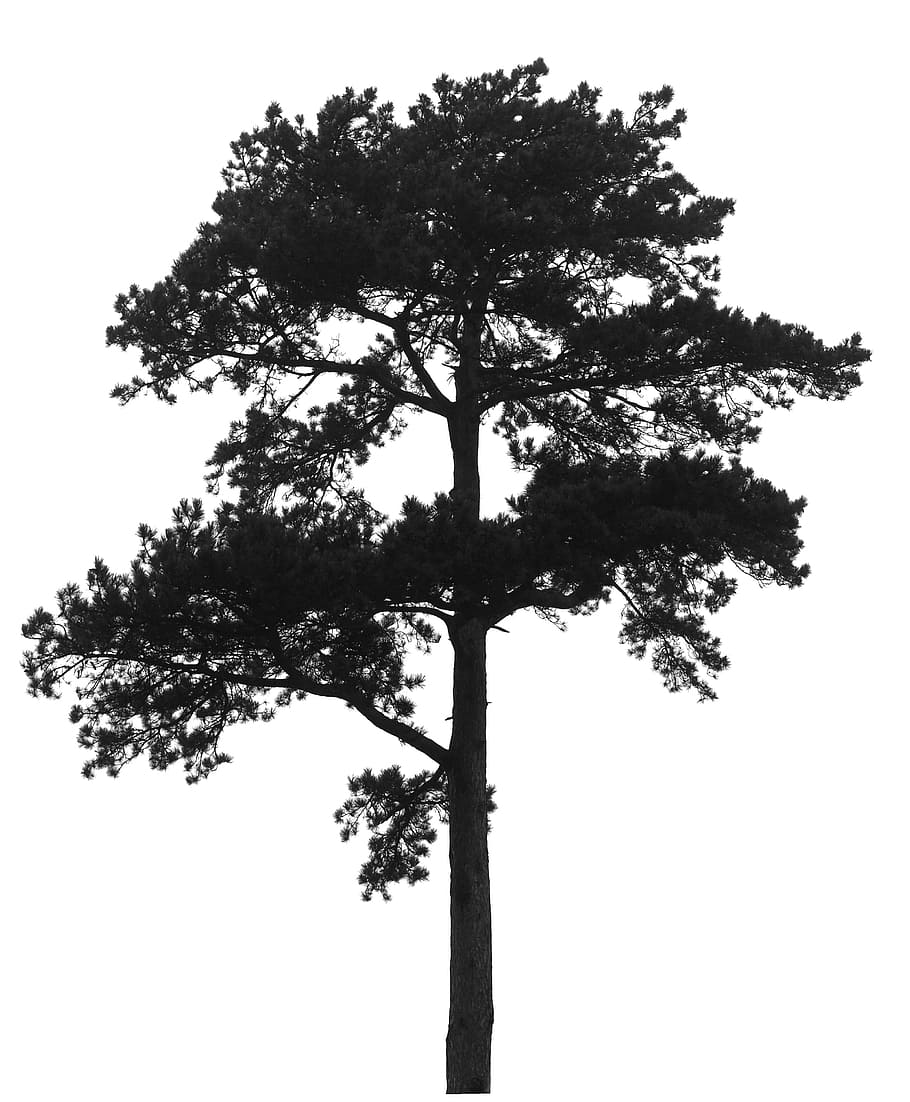 black tree photo, black, tree, pine, silhouette, black and white, foliage, conifer, coniferous, growth