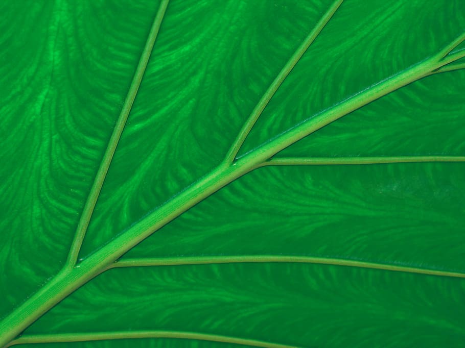 green, leaf, macro, plant, detail, close up, botanical, element, nature, background