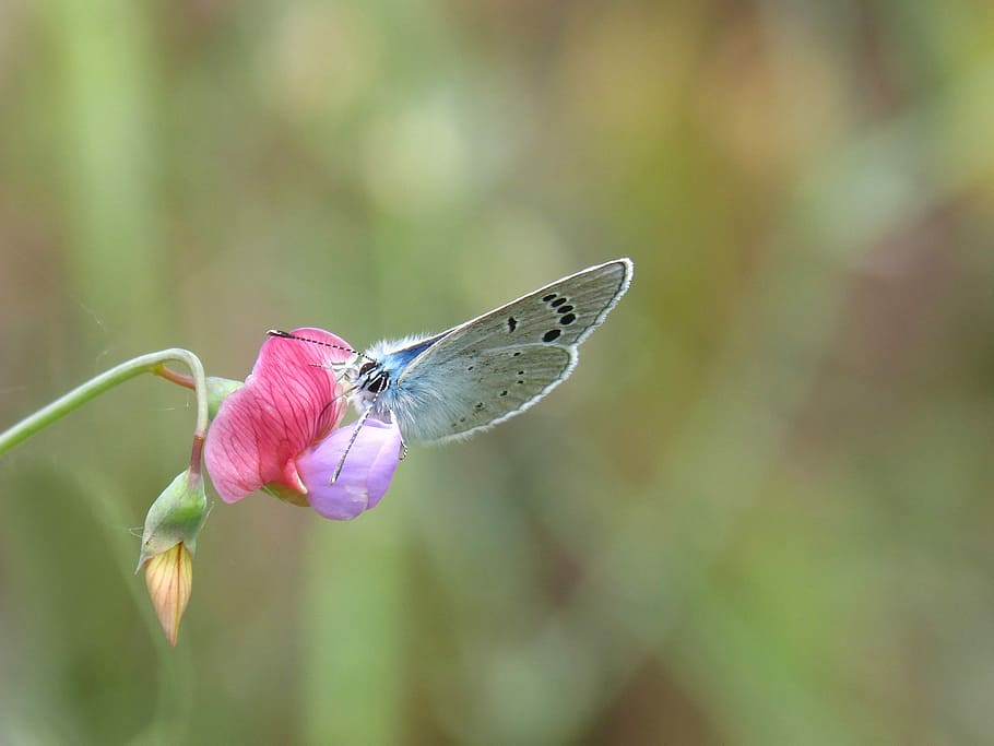 青い蝶, Pseudophilotes panoptes, ファリゴラのブラベタ, libar, 花, 匂いエンドウ豆, 動物の野生動物, 開花植物, 自然の美しさ, 昆虫