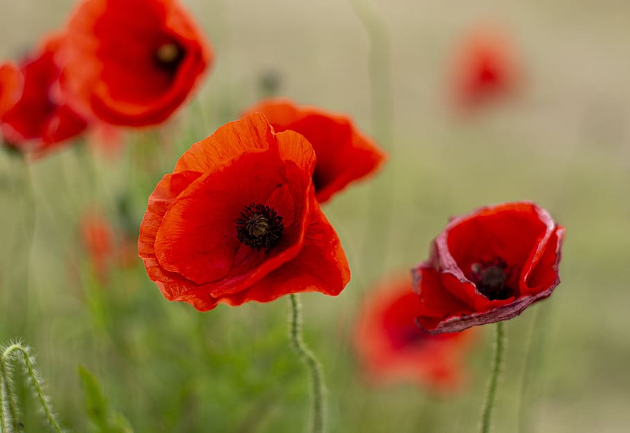 día de recuerdo, amapolas, rojo, flor, guerra, memorial, símbolo, británico, militar, noviembre