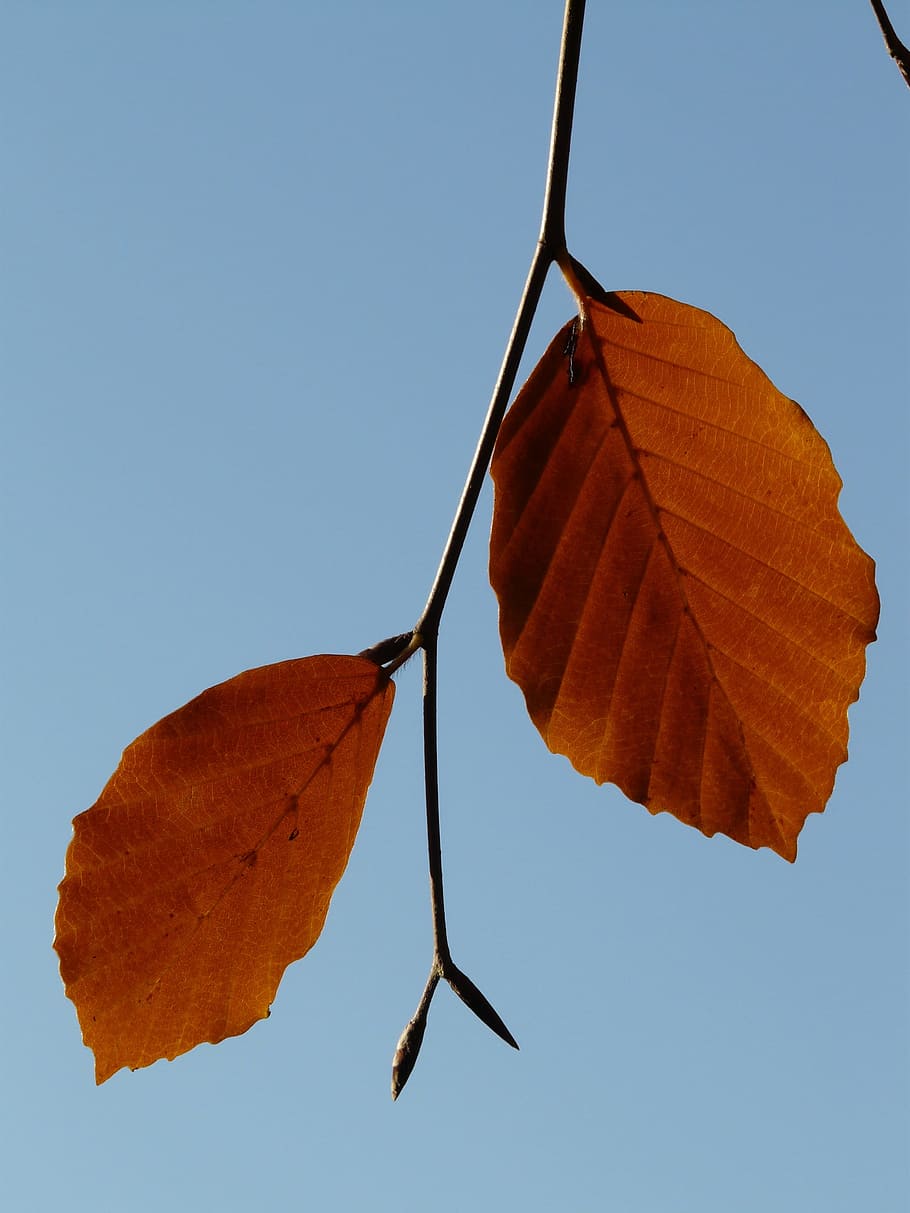 Leaf, Pair, Beech, two, together, fagus sylvatica, fagus, deciduous tree, golden autumn, golden october