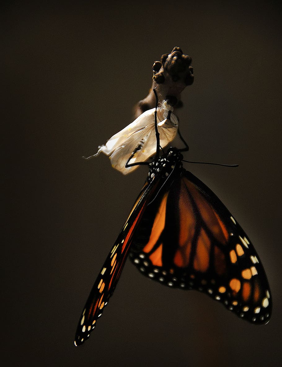 foto, marrom, preto, borboleta, veio, casulo, monarca, borboleta monarca, inseto, natureza