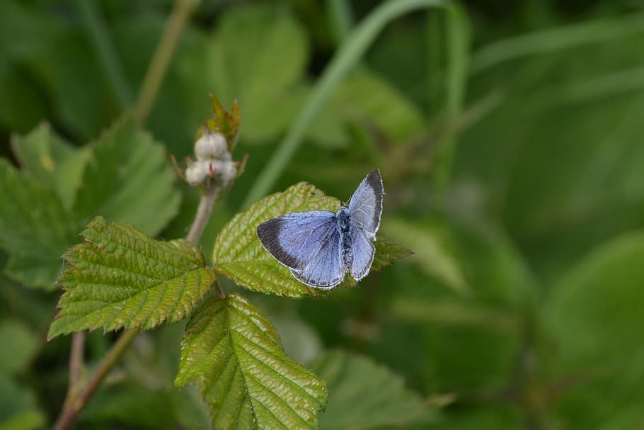 Butterfly, Nature, Insects, blue, green, blue butterfly, leaves, spring, leaf, plant