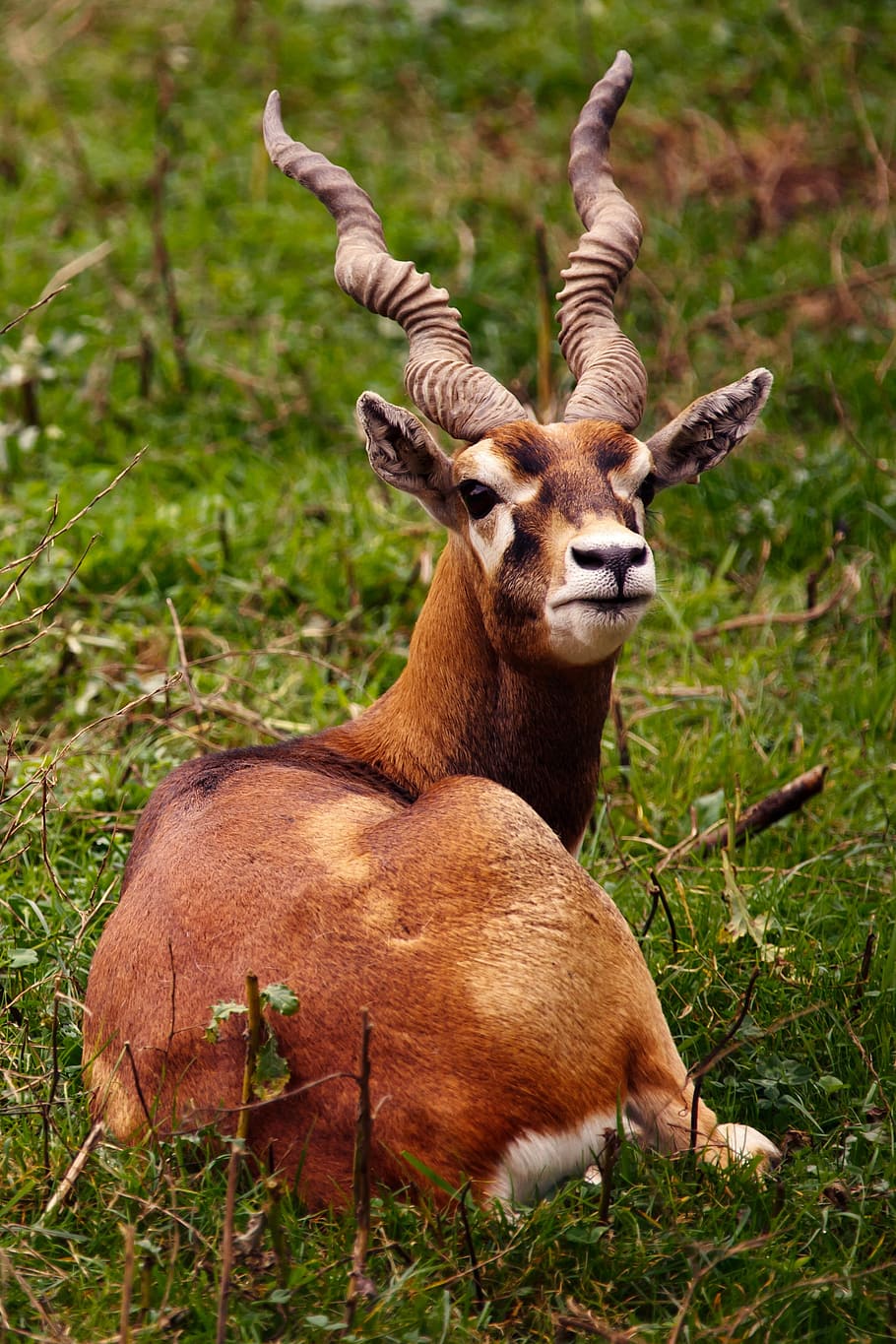 animal, antelope, brown, buck, herbivore, horn, horns, male, mammal, safari