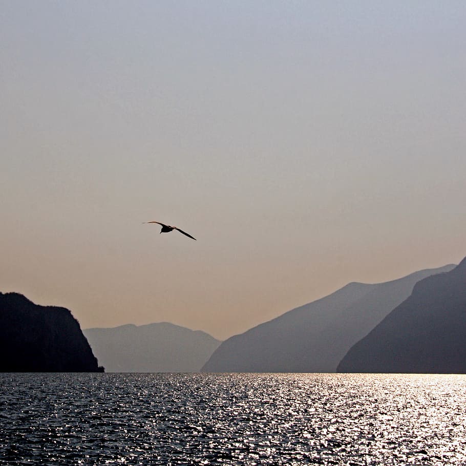 Lago, Iseo, body of water, bird, flying, day, water, sky, mountain, animal themes