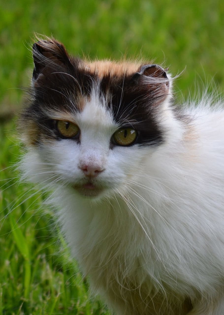 close, white, black, short-fur cat, green, grass, close up, short, fur, cat