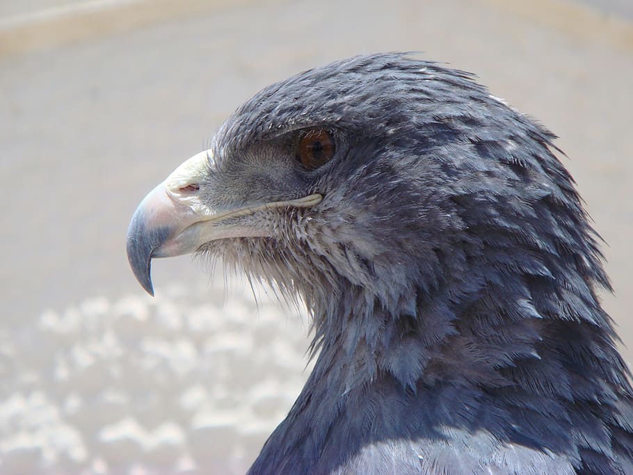 águila, águila azul, península de cabeza de pájaro, ave de rapiña, cabeza,  plumas, pico, pájaro, animal, temas de animales | Pxfuel