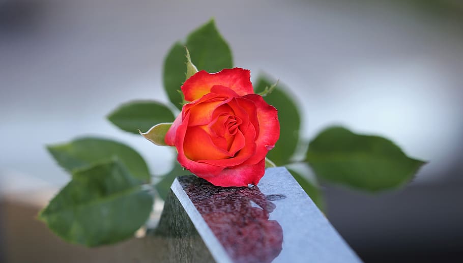 red yellow rose, love symbol, condolence, black marble, remembering, missing, pain, sorrow, sadness, rose alinka