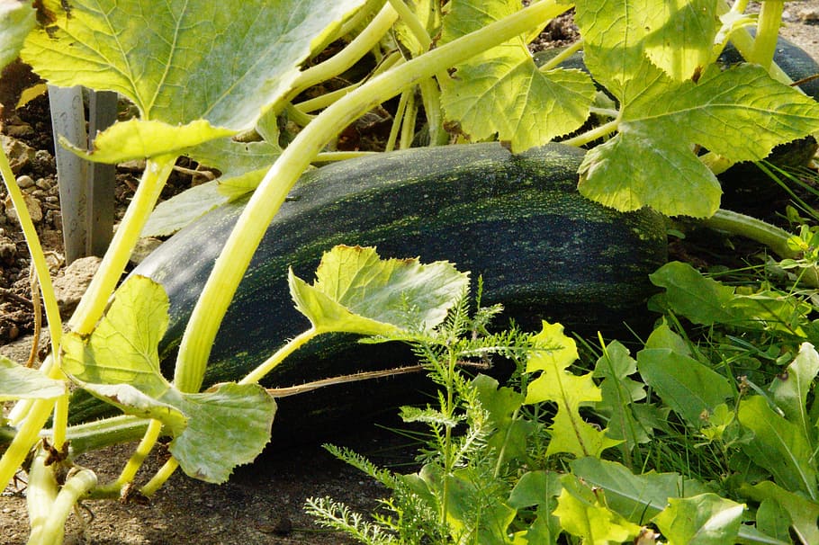 zucchini, cultivation, harvest, vegetables, food, vegetable patch, vegetable growing, agriculture, vegetable plots, growth
