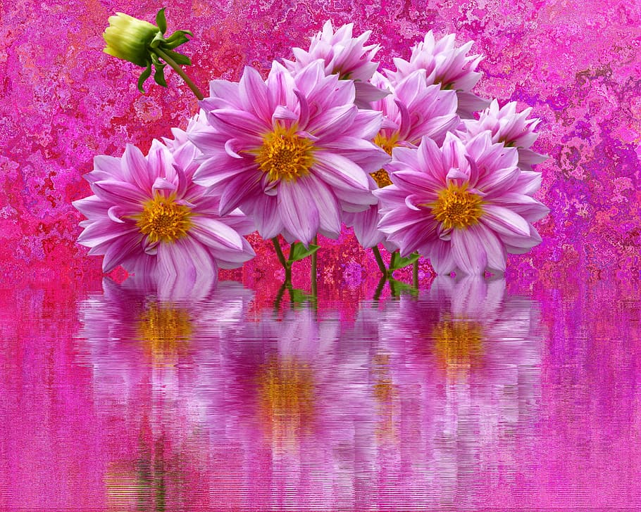 pink, flowers, digital, wallpaper, dahlias, autumn, pink dahlias, dahlia garden, blossom, bloom