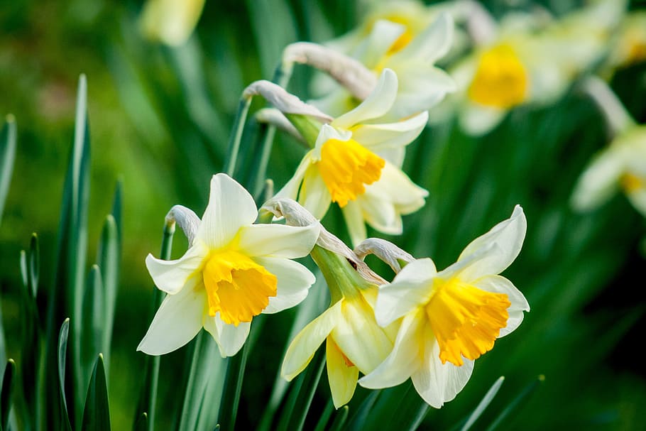 selective, focus photography, white, petaled flowers, daffodil, flower, nature, spring, yellow flower, bloom