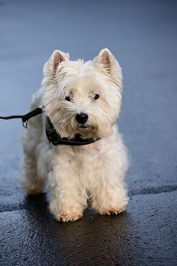 Fotos terrier de montaña del oeste libres de regalías - Pxfuel