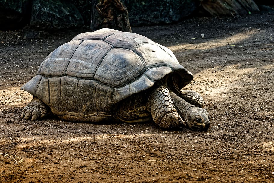 giant tortoises, animals, panzer, zoo, turtle, tortoise, reptile, tortoise shell, slowly, creature