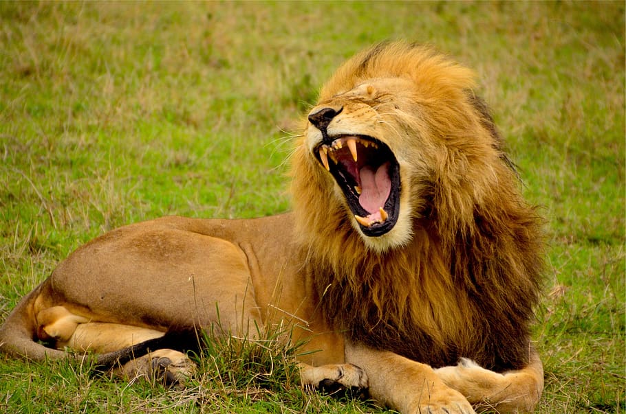 león, melena, animal, rugido, dientes, salvaje, temas de animales, león - felino, fauna animal, gato