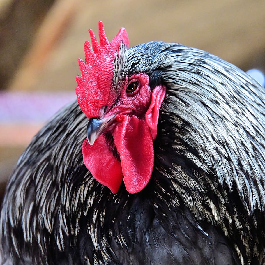 Royalty-free wild rooster photos free download.