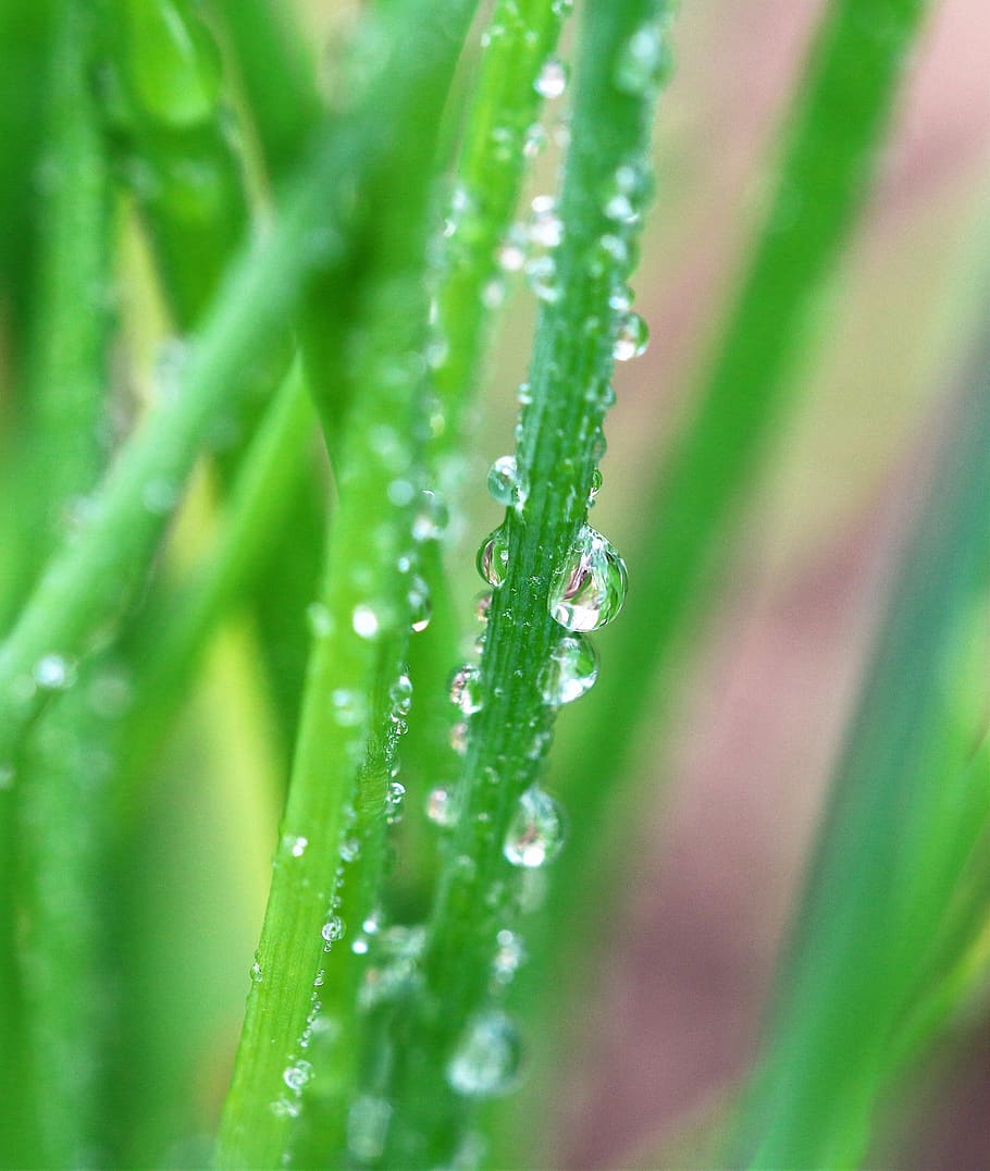 morgentau, chives, nature, plant, herbs, healthy, drop of water, drop, wet, water
