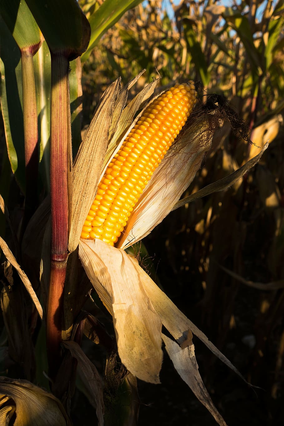 cornfield, corn on the cob, corn, zea mays, cereals, food, autumn, kukuruz, culture of maize, ripe