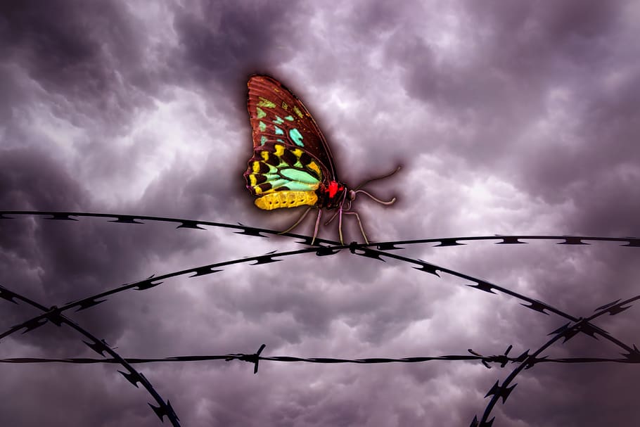 butterfly, barbed wire, sky, clouds, dom, caught, imprisoned, fence, demarcation, fenced