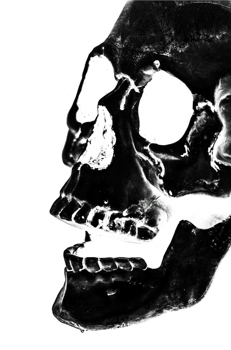 closeup, skull x-ray, skull, x-ray, halloween, people, mask, dummy, scary, holidays