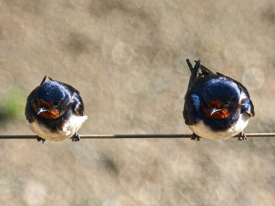 Swallow, Couple, Cable, bird, animal themes, two animals, animals in the wild, animal wildlife, animal, group of animals