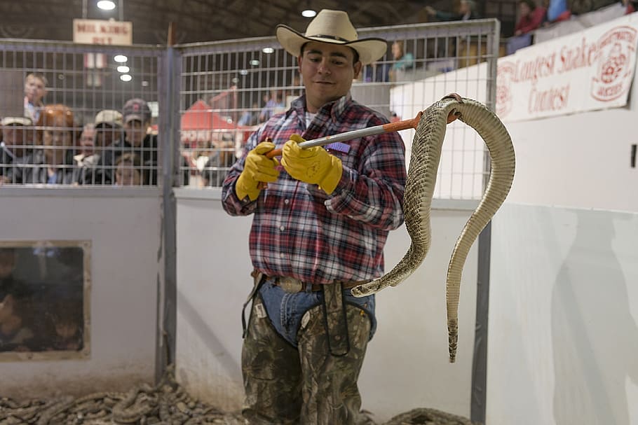rattlesnake handler, cowboy, roundup, snakes, poisonous, venomous, wild, vipers, dangerous, reptiles