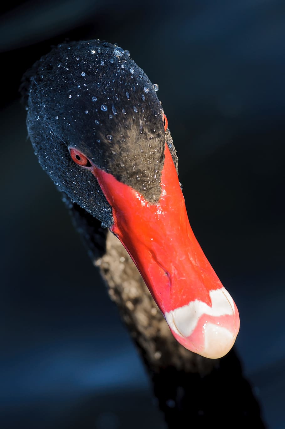 black, red, mallard duck, black swan, red beak, red eyes, portrait, swan, bird, animal