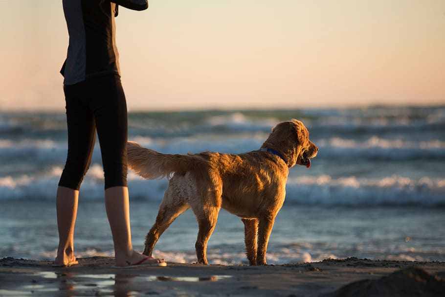 woman, dog, beach, sea, ocean, retriever, labrador, golden, golden hour, leggings