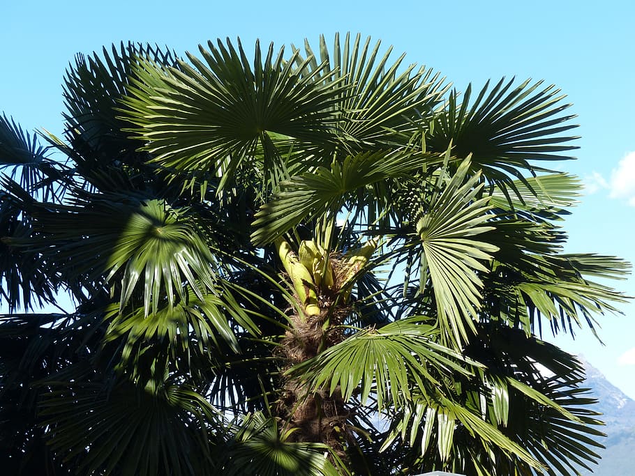 Palm, Tree, Date Palm, Shade Tree, palm, tree, leaves, wedel, canary island date palm, phoenix canariensis, phoenix
