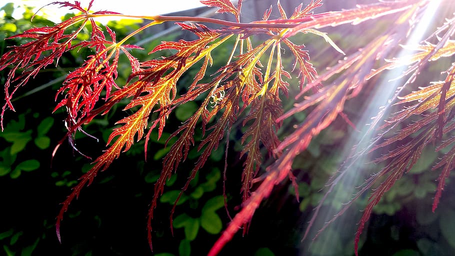 red, leaf plant, sun ray, leaf, plant, nature, garden, sunrise, morning, sunlight