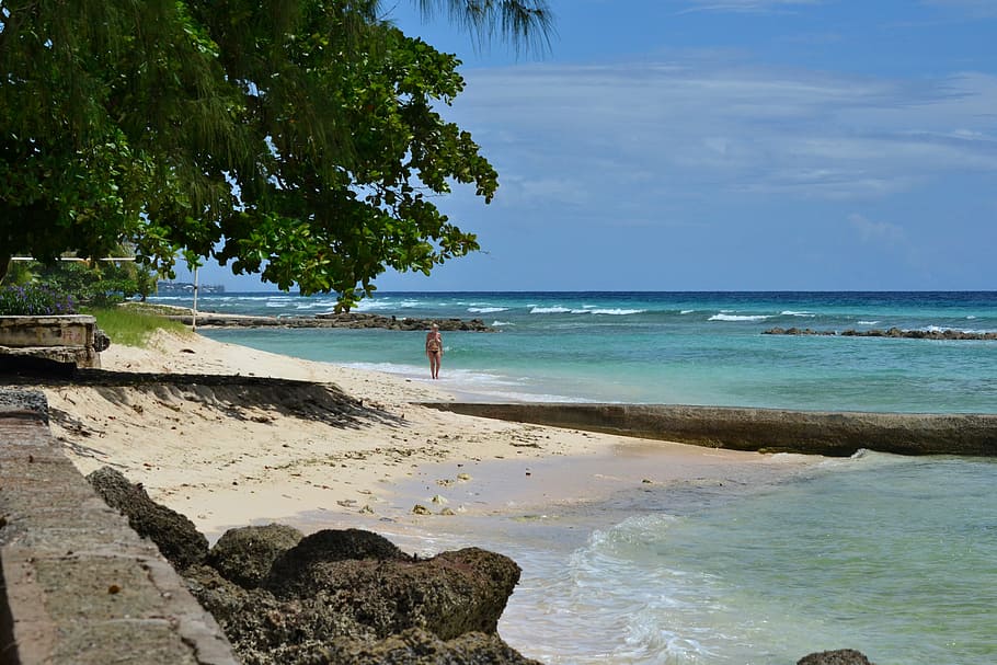 barbados, beach, palm trees, coast, sea, shore, seascape, caribbean beach, paradise, water